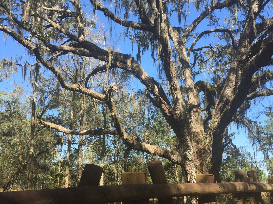 Lower Green Swamp Reserve-普兰特城必去景点