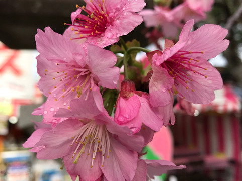 Nago Cherry Blossom Matsuri-名护市必去景点