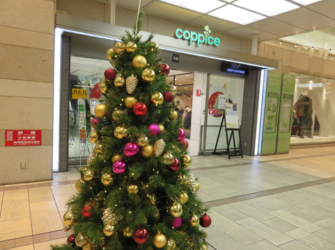 Coppice Kichijoji-武藏野市必去景点