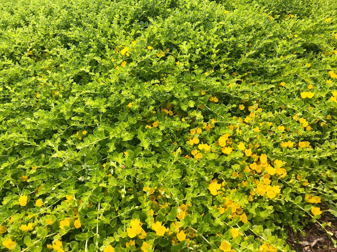 ガーデンビュー