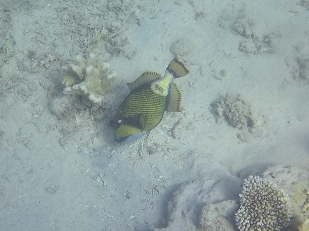 Nyamba Club Plongée-Dzaoudzi必去景点