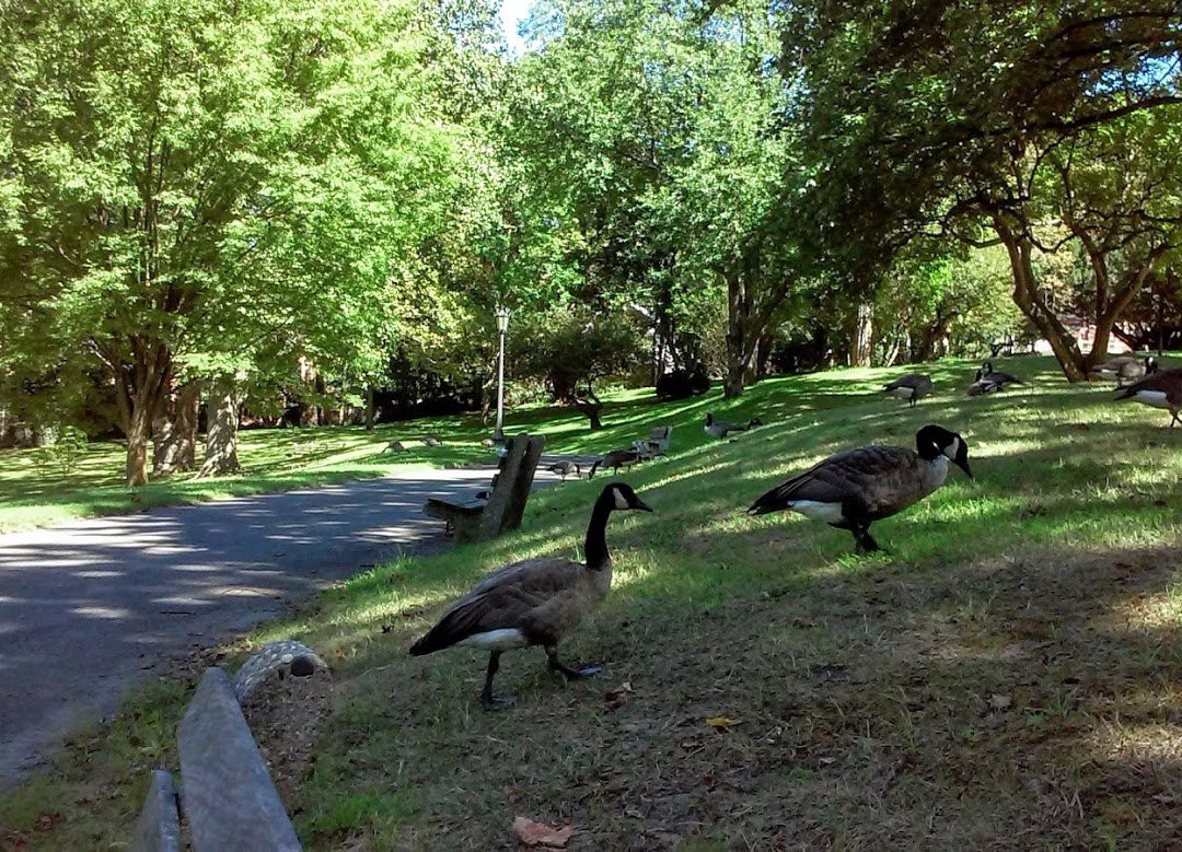 Morgan Memorial Park景点图片