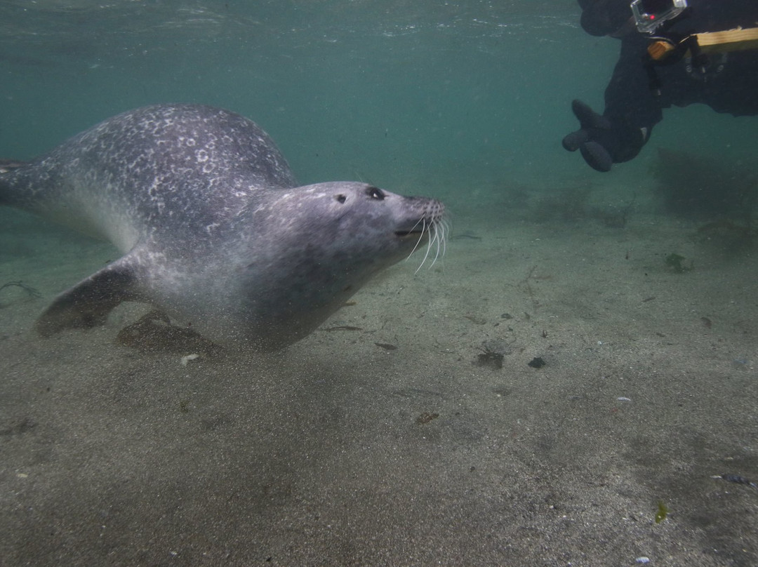 Strytan Divecenter-阿克雷里必去景点