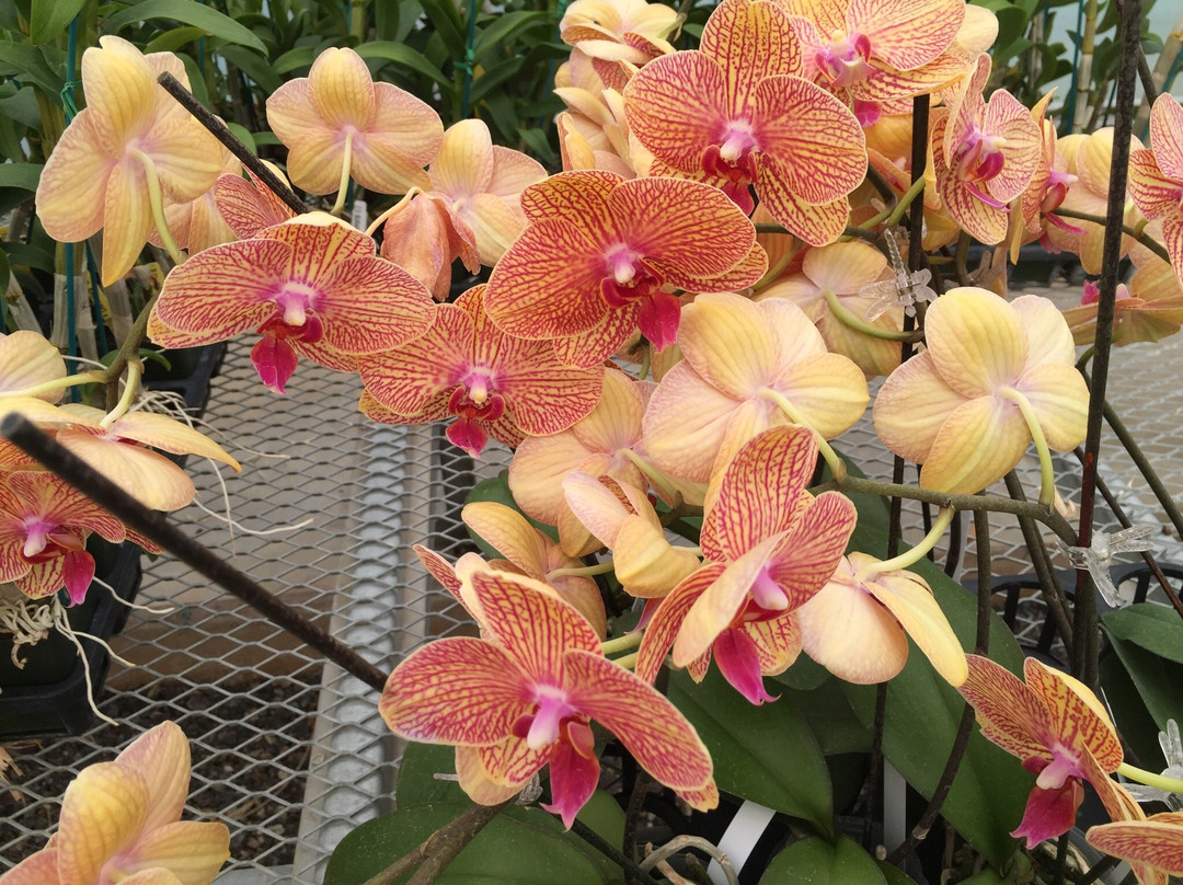 Gubler Orchids-Landers必去景点