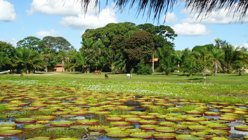 Parque Nacional do Pantanal Matogrossense景点图片