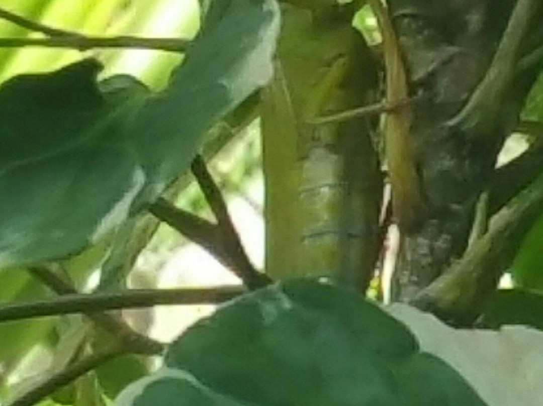 Orchid Gallery Moalboal-莫阿尔博阿尔必去景点