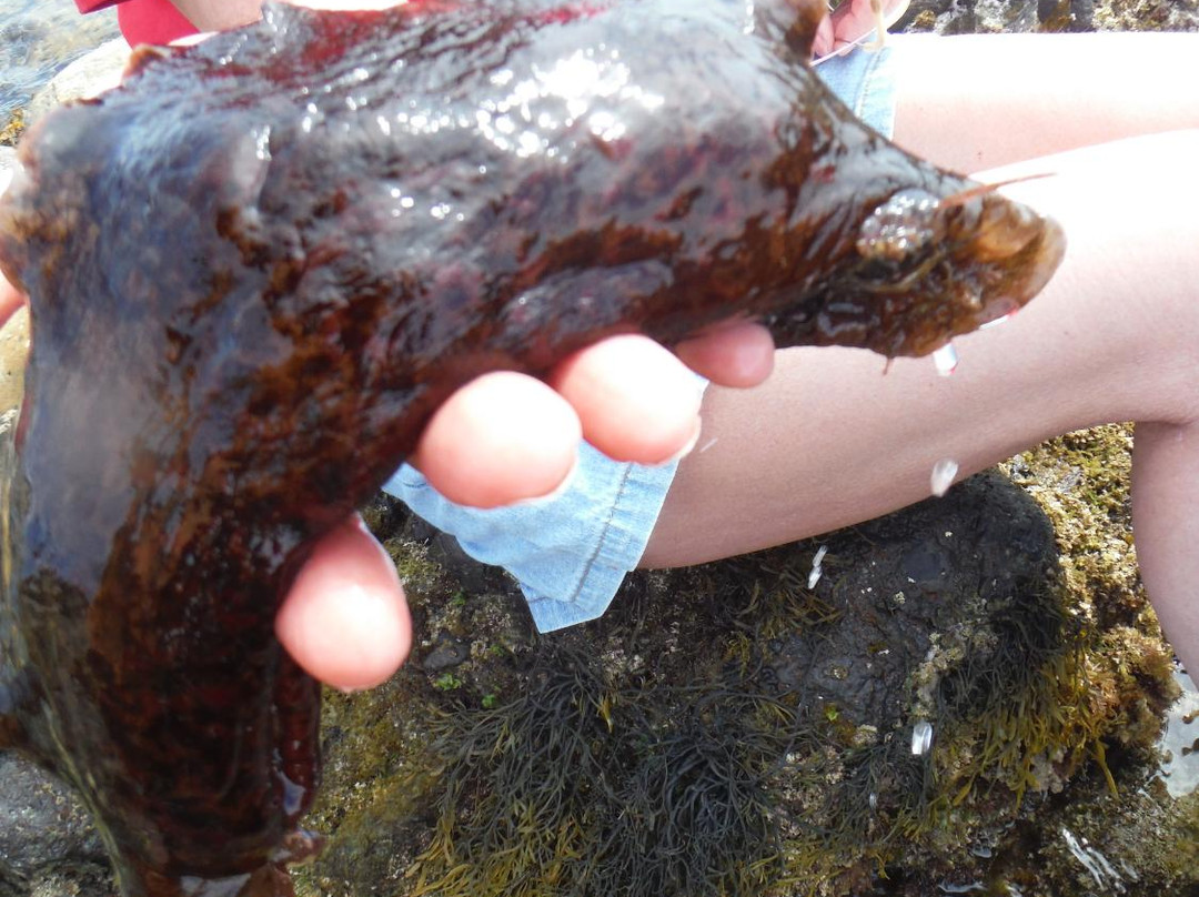 Tourmaline Surfing Park-拉荷亚必去景点