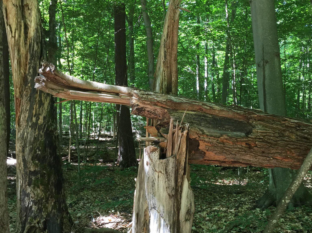 Shaw Woods Outdoor Education Centre景点图片
