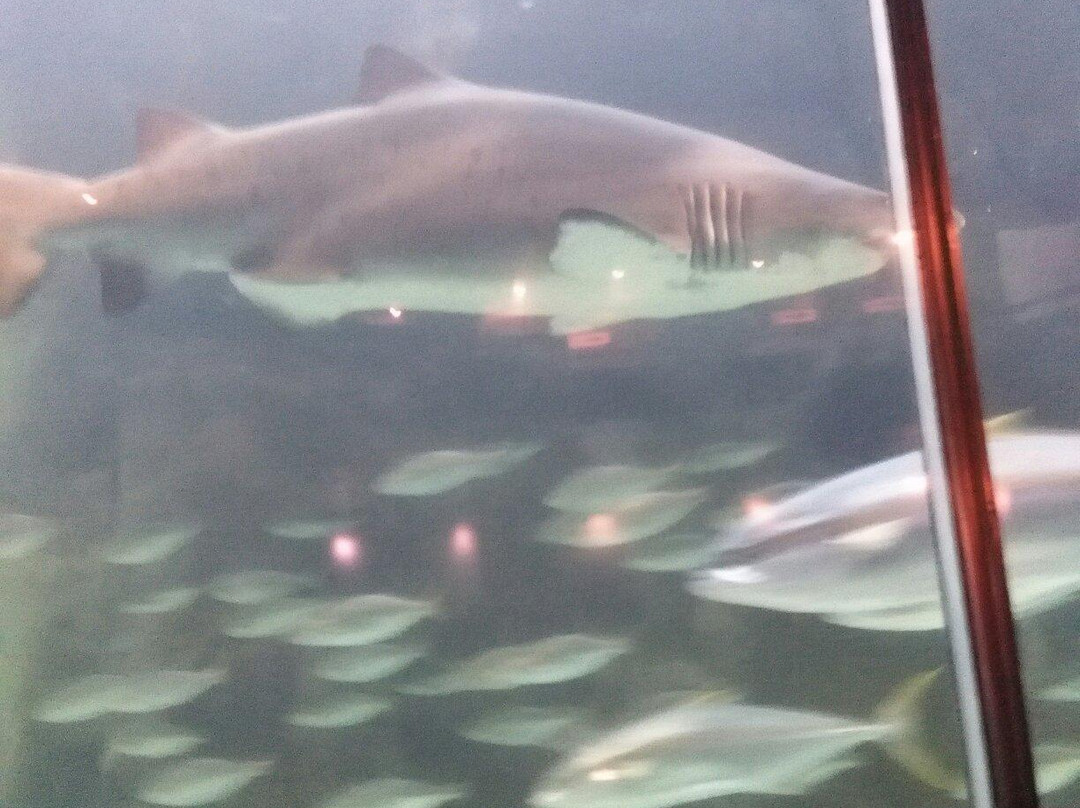 Two Oceans Aquarium-开普敦中心区必去景点