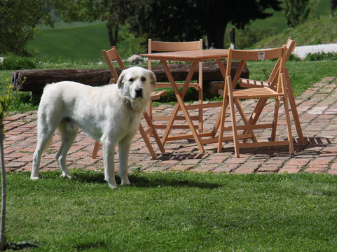 Isola旅游攻略图片