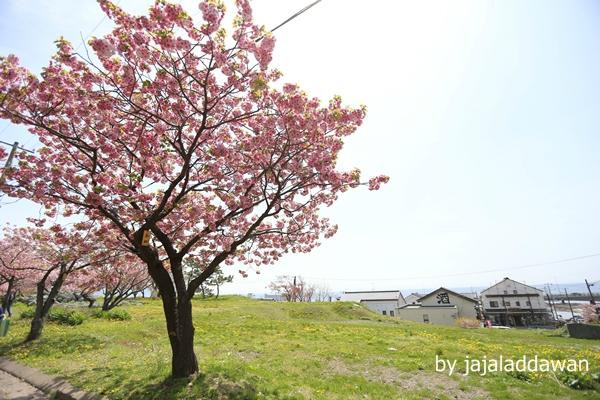Matsumae Cherry Blossom Festival-松前町必去景点