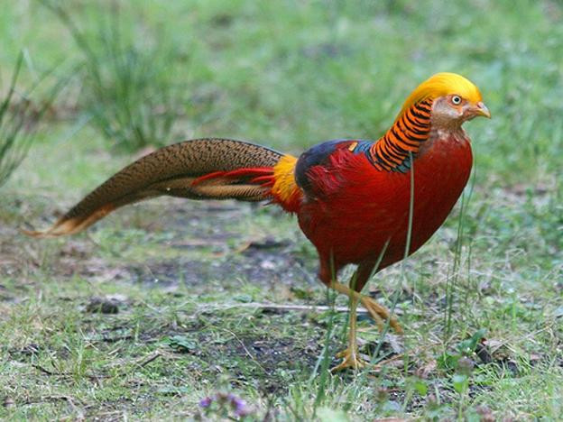 陕西佛坪国家级自然保护区-佛坪县必去景点