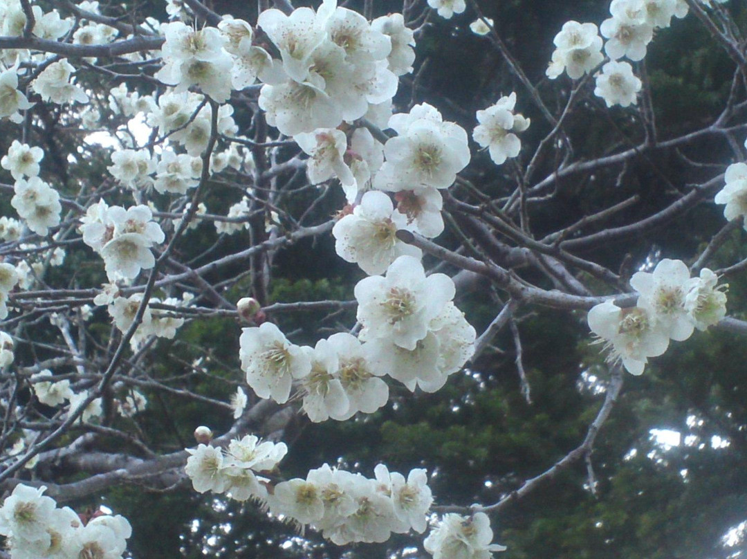 Shuzenji Nature Park-伊豆市必去景点