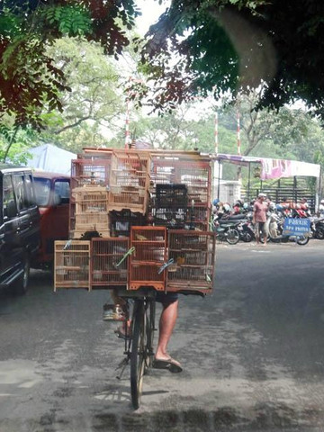 Taman Pasar Burung Depok-梭罗必去景点