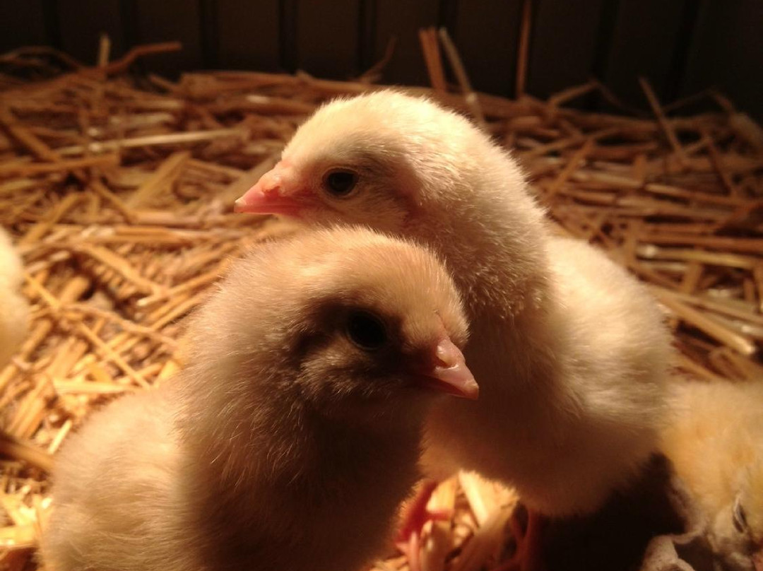 Tully's Way Farm-Puslinch必去景点