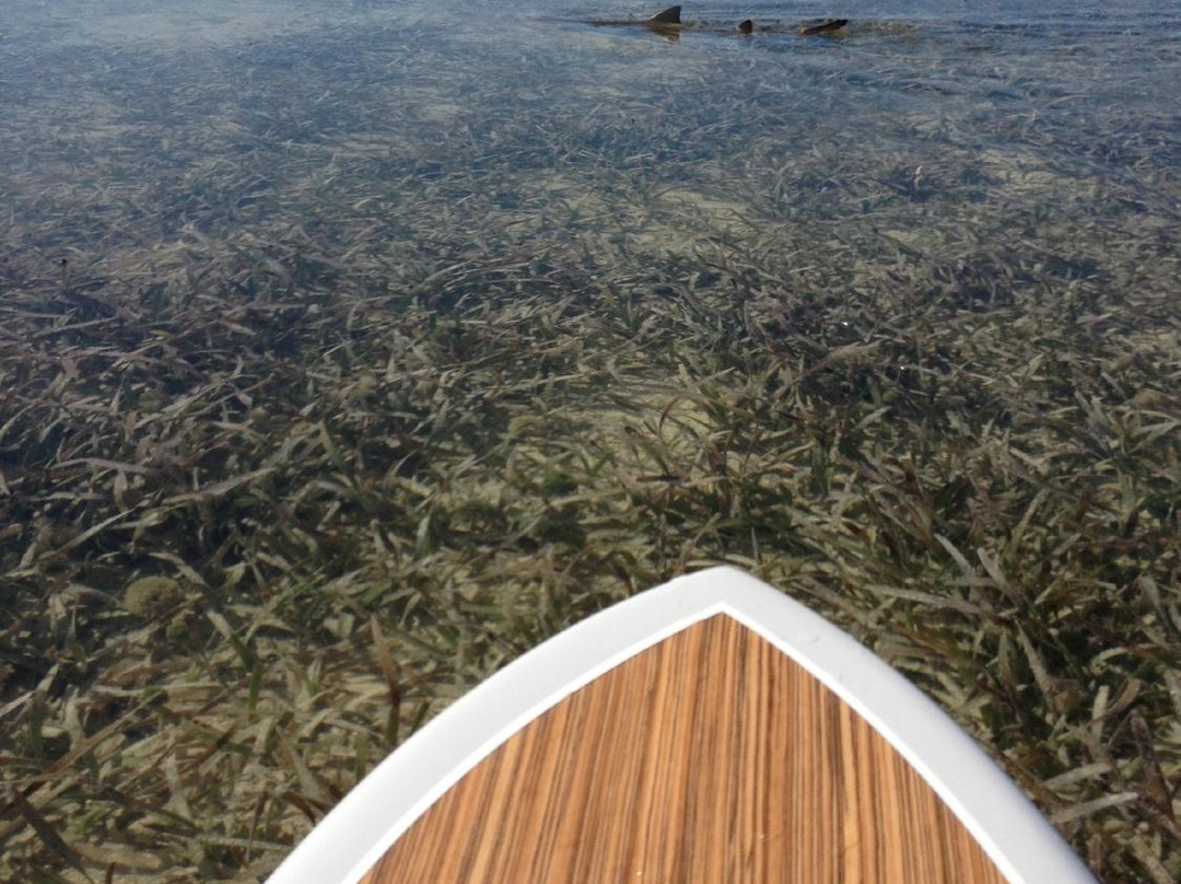 Capt. Clint Moore-Sugarloaf Key必去景点