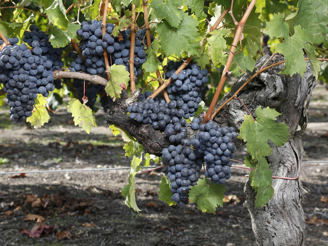 Vignoble de la Mineraie景点图片