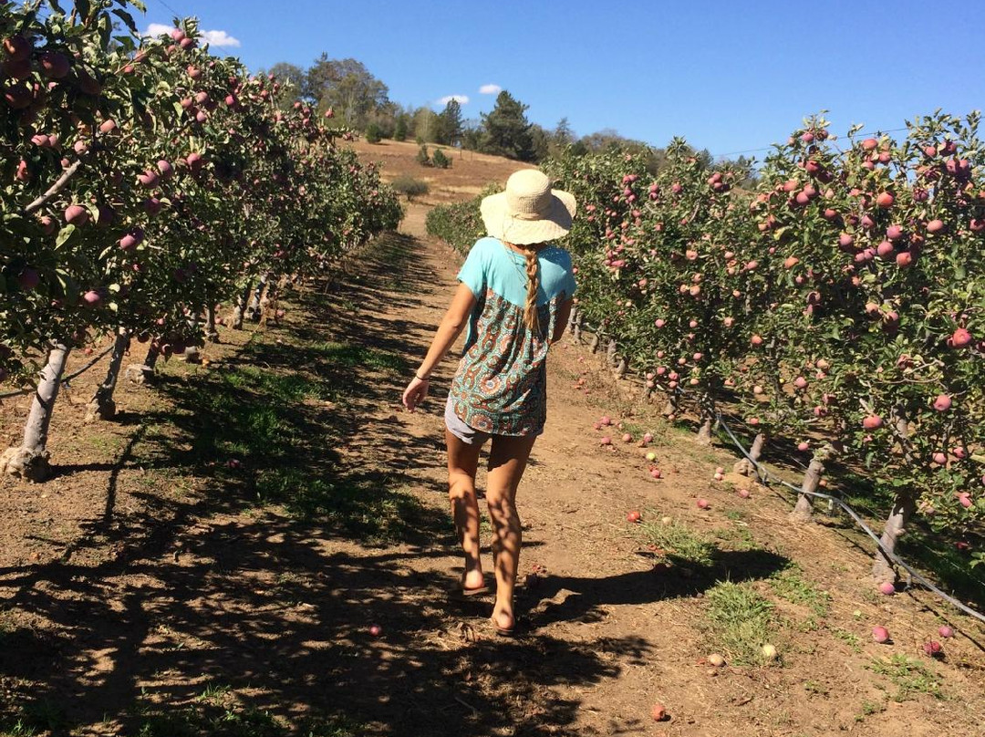 Volcan Valley Apple Farm景点图片
