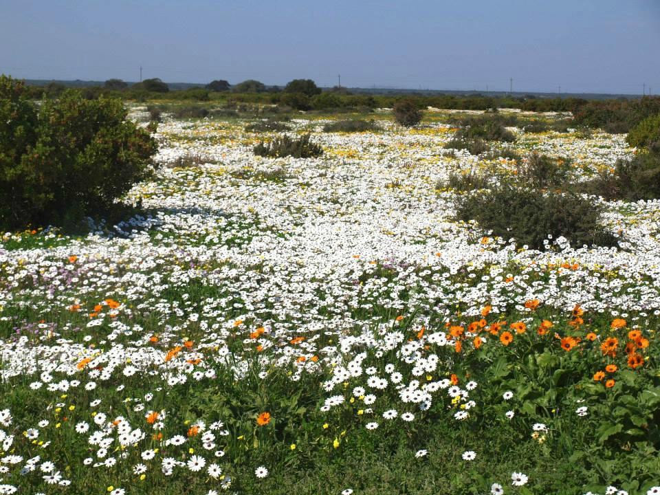 The Merry Widow Country Retreat主图