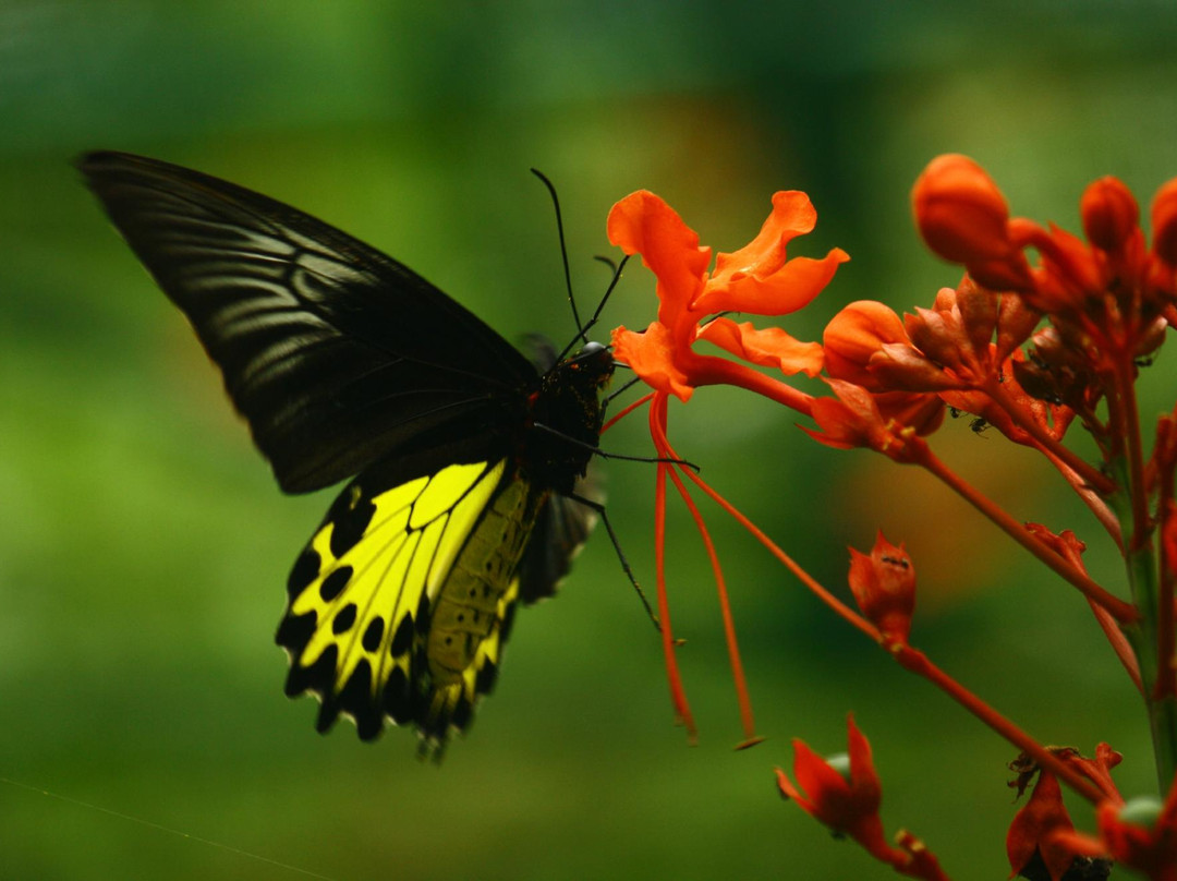 Gita Persada Butterfly Park-班达楠榜必去景点