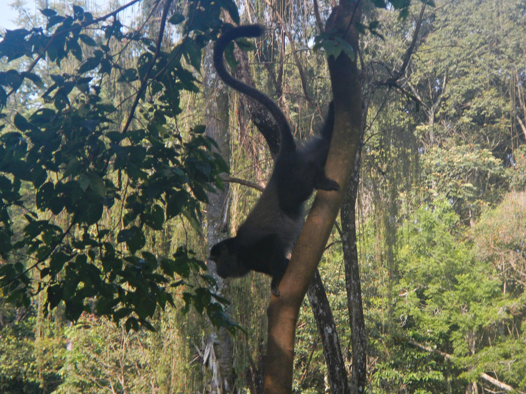 KEEP Bandas at Kakamega Forest主图