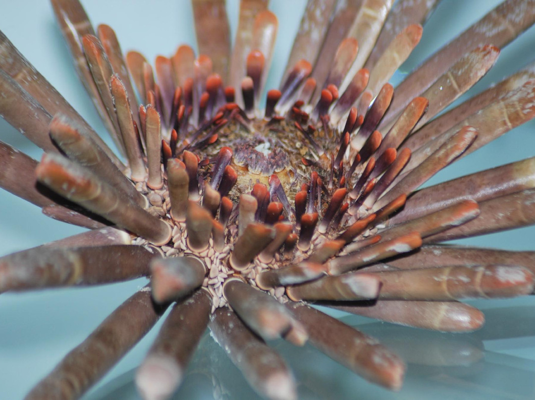 Museo della Conchiglia e del Corallo-Palmariggi必去景点