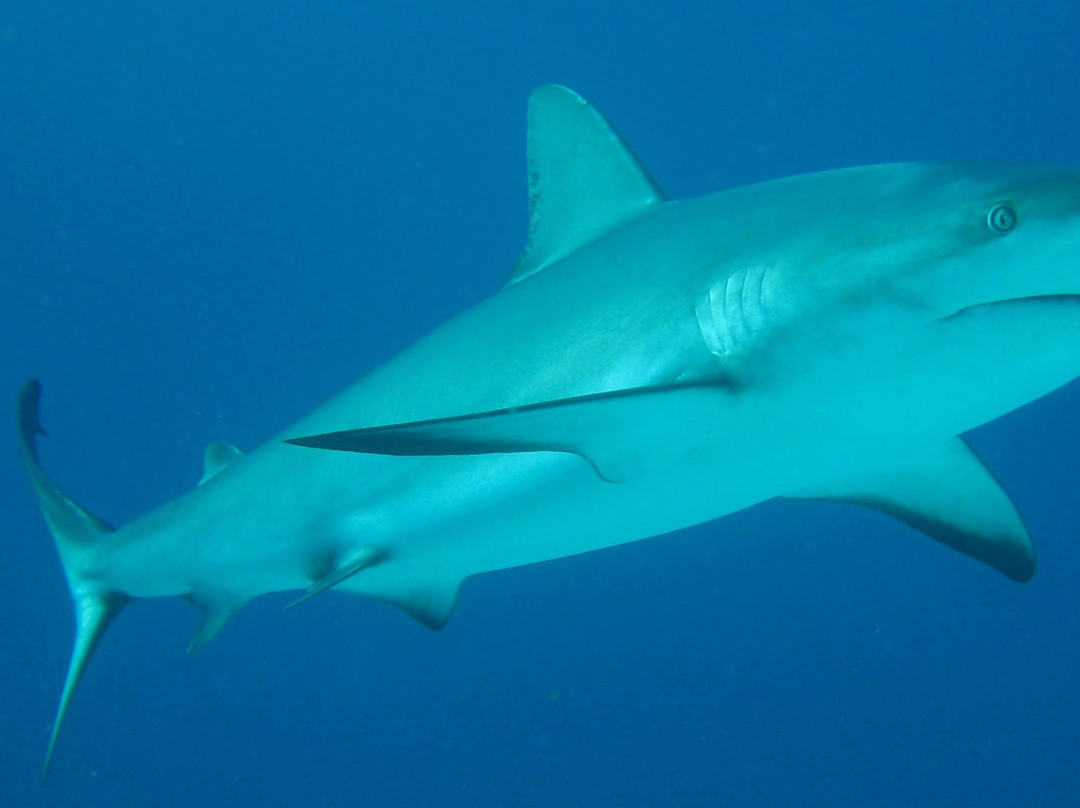 Aqua TCI-普罗维登西亚莱斯必去景点