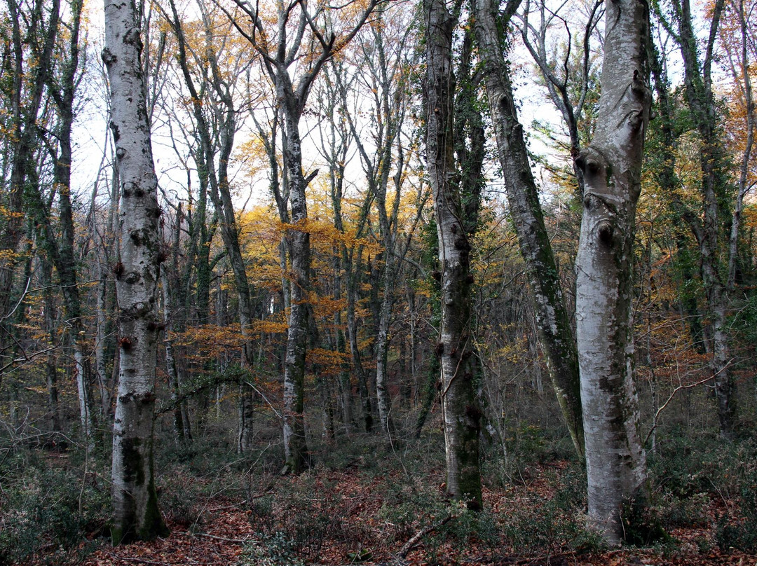La Faggeta Di Oriolo Romano-Oriolo Romano必去景点