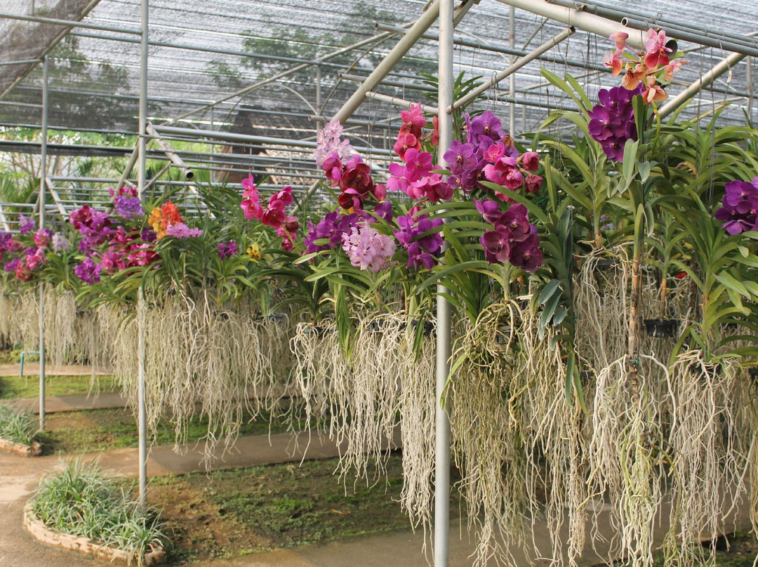 兰花和蝴蝶园-清迈必去景点
