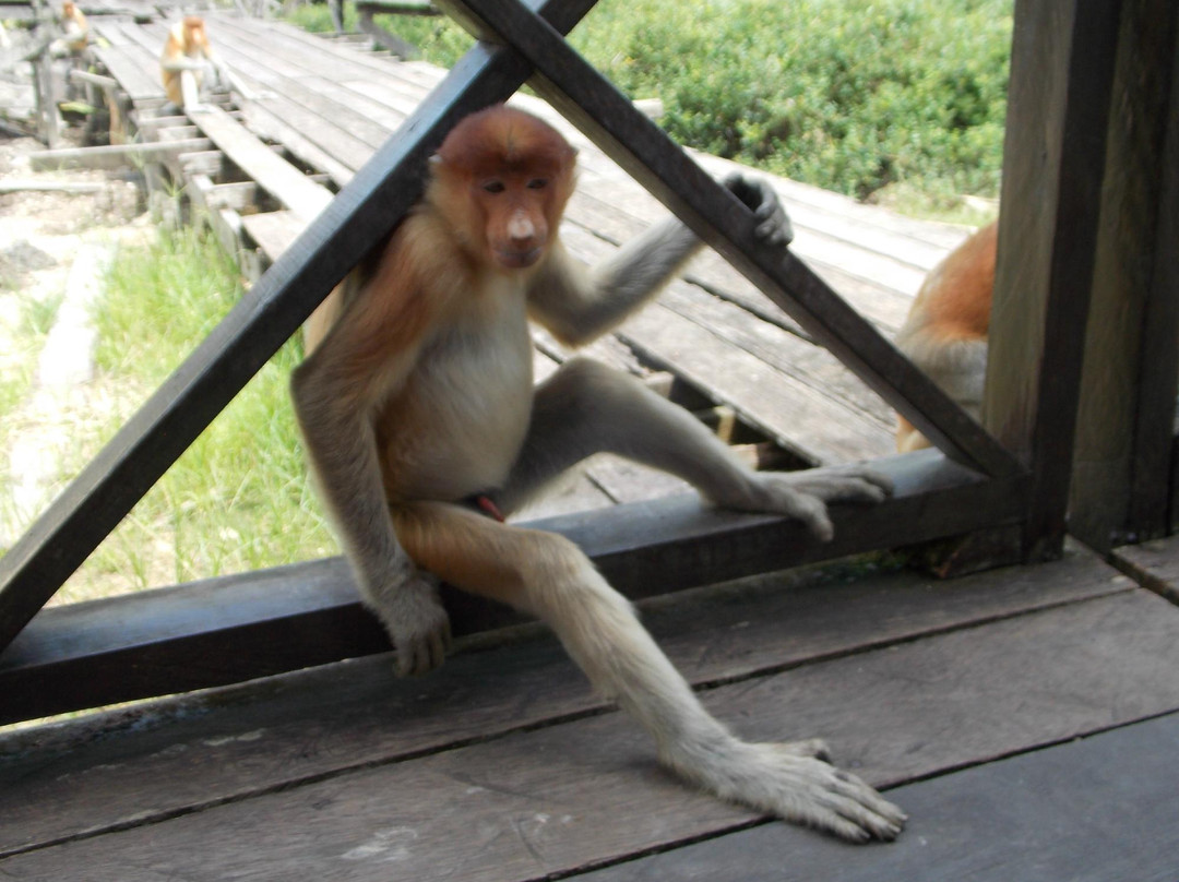 拉卜湾长鼻猴保护区-山打根必去景点