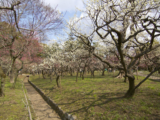 北野天满宫-京都市必去景点