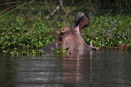 Mara Triangle-马赛马拉国家野生动物保护区必去景点