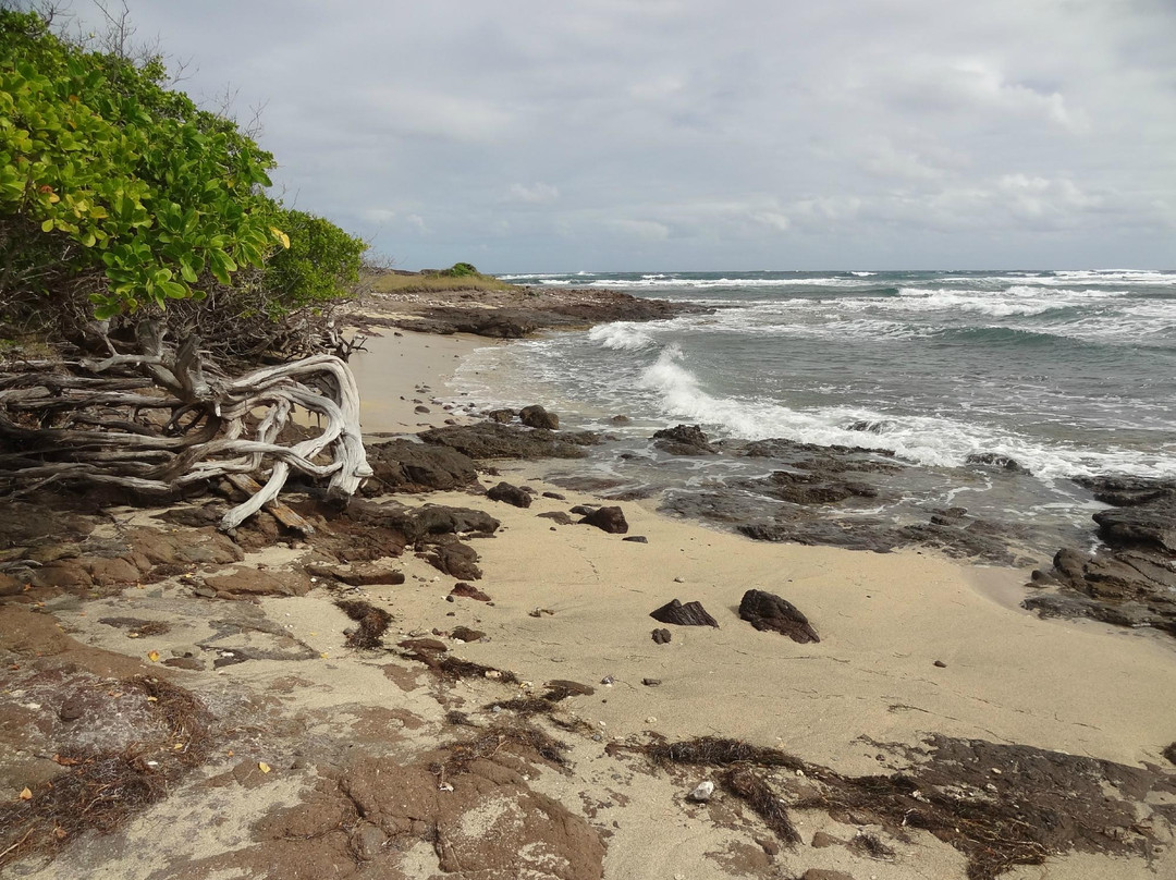 Savane Des Petrifications-Sainte-Anne必去景点