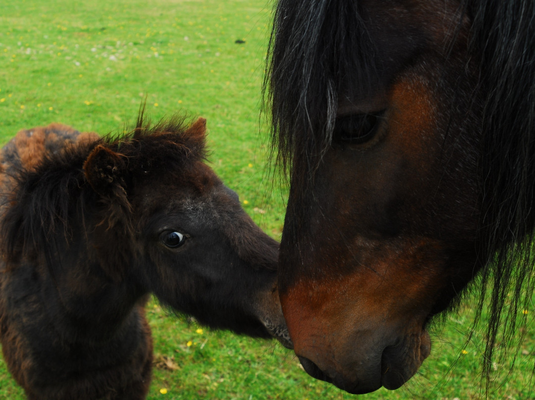 Pit Pony Sanctuary景点图片