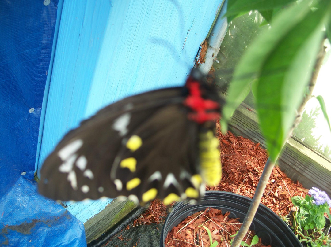 Newport Butterfly Zoo-Tiverton必去景点