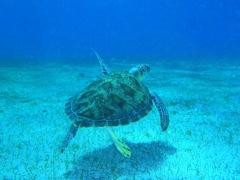 Post Time Charters-Water Island必去景点