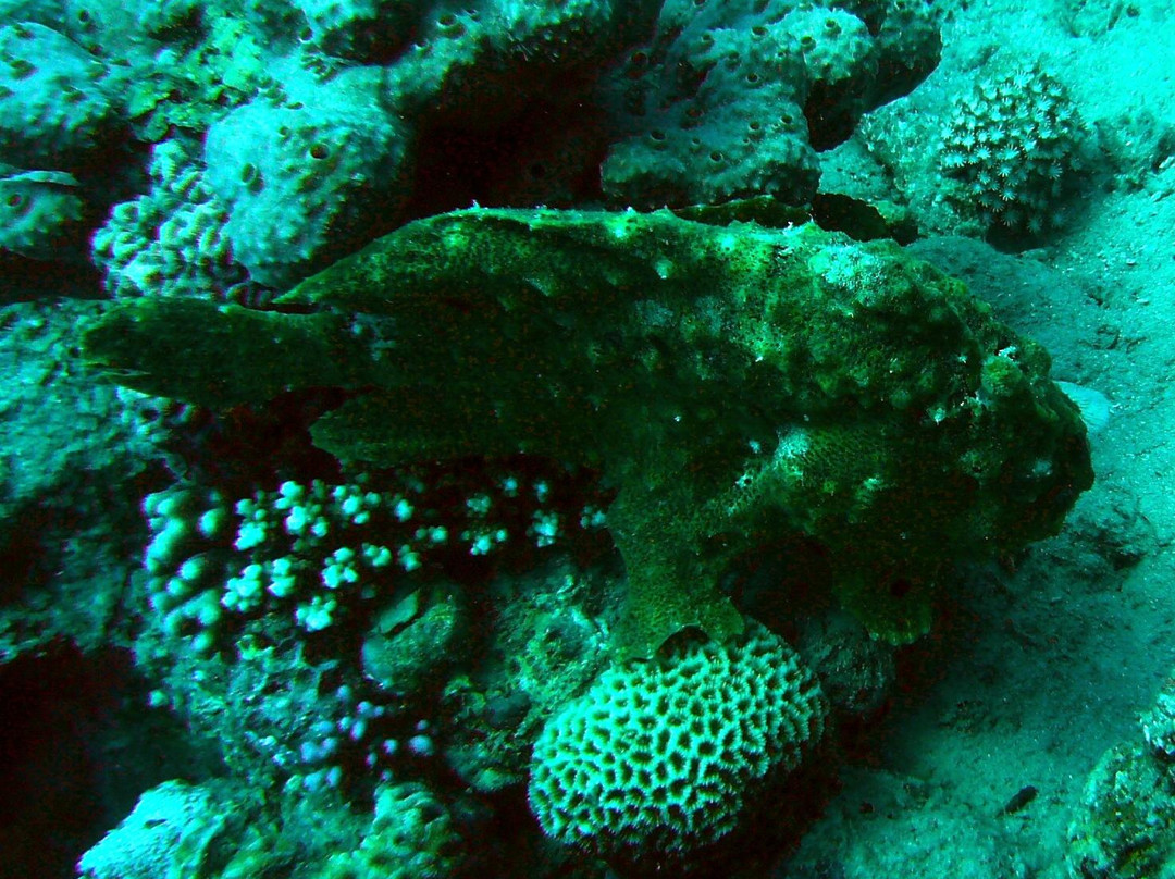 Extra Divers Aqaba-亚喀巴必去景点