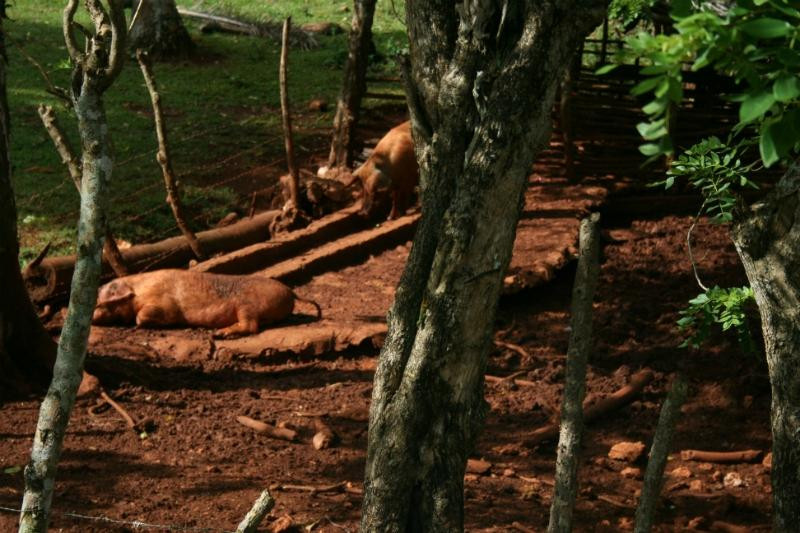 Brianda Jeep Safari Day Tours-Rio San Juan必去景点