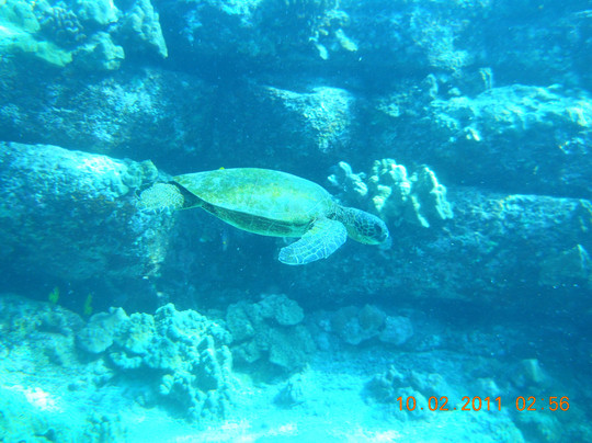 太平洋沿岸潜水有限公司-凯鲁瓦-柯纳必去景点