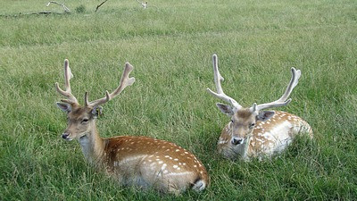 库珀旅游景点-The Scottish Deer Centre