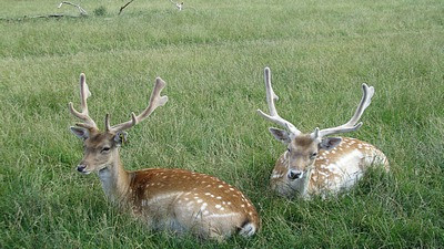 The Scottish Deer Centre景点图片