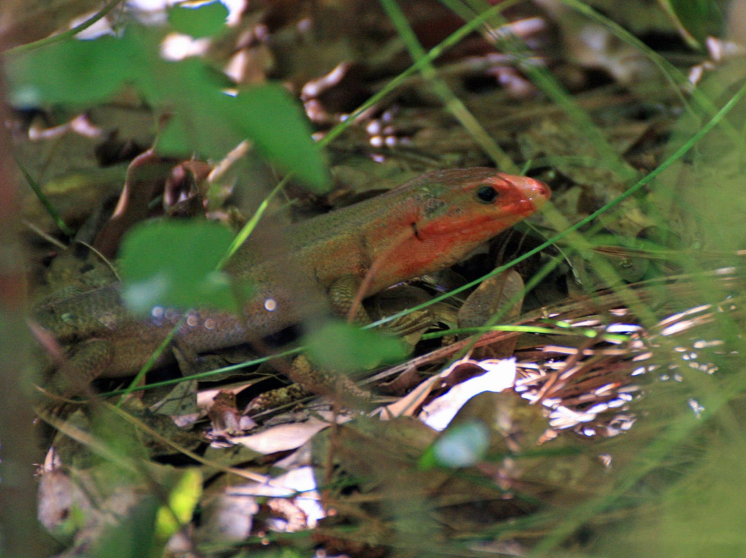 San Felasco Hammock Preserve State Park景点图片
