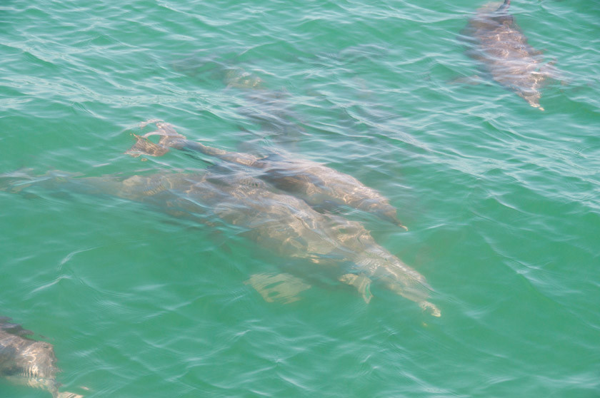 鲨鱼湾-德纳姆必去景点