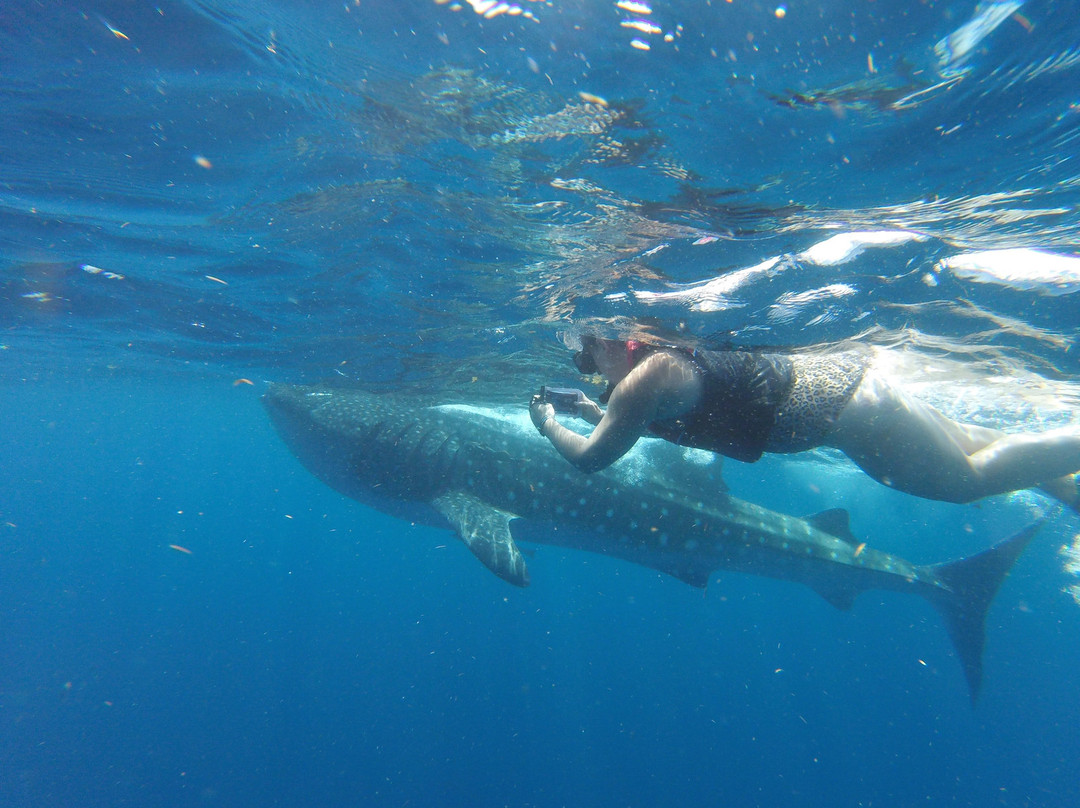 Mexico Whale Shark景点图片