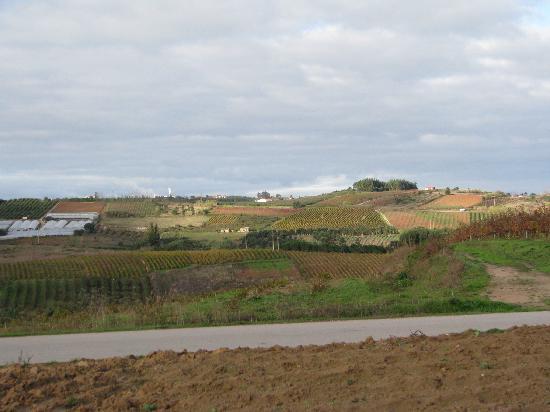 The Vineyard Retreat-酒店景观