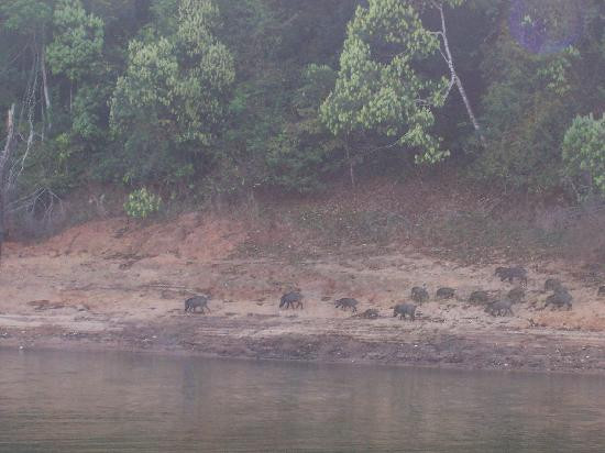 Periyar Lake景点图片