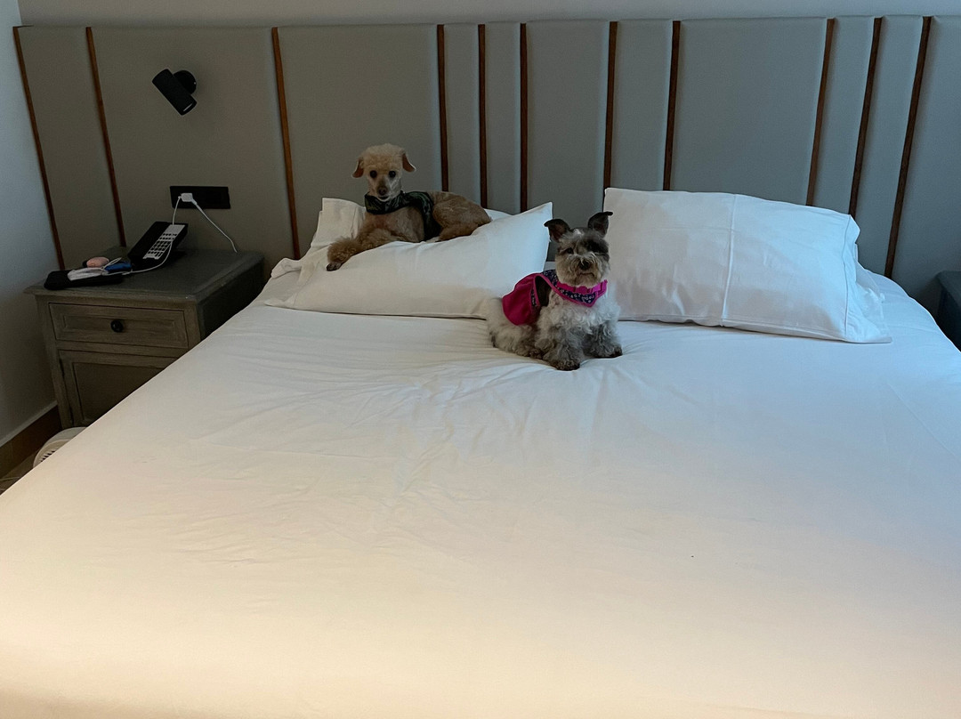 卡利里奥大道 NH主图