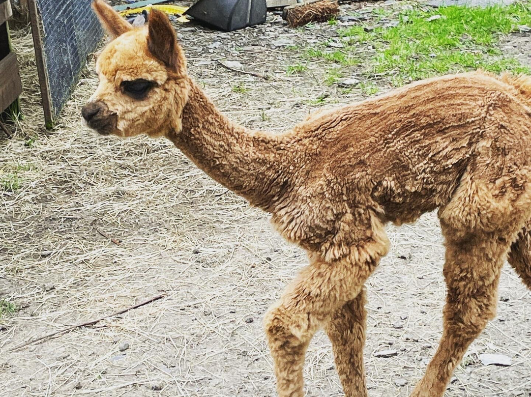 Snowdonia Alpacas景点图片