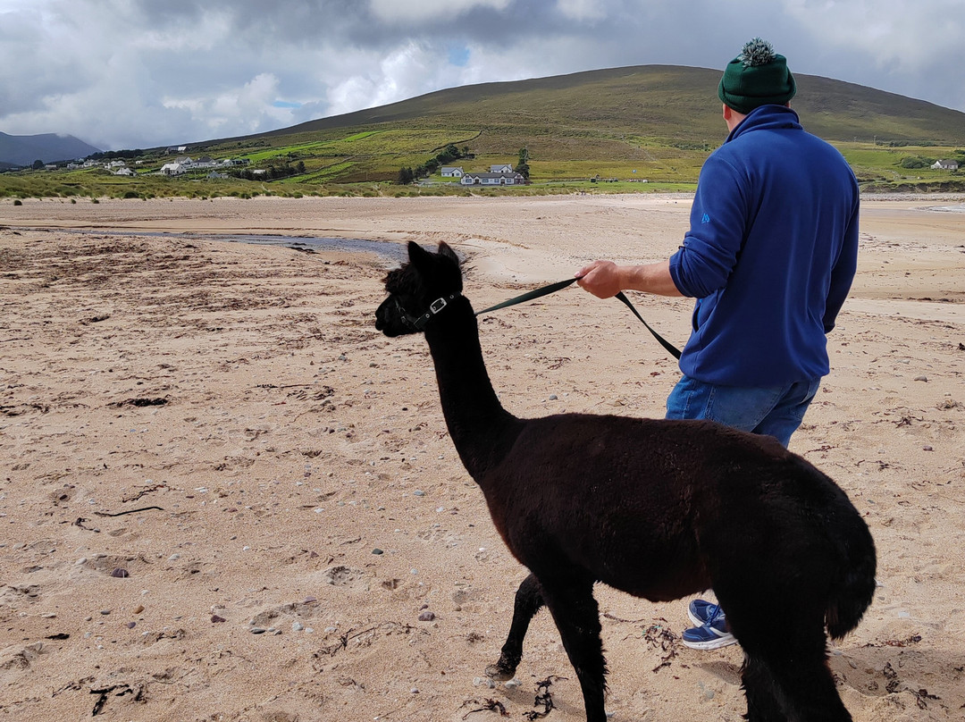 Achill Island Alpacas景点图片
