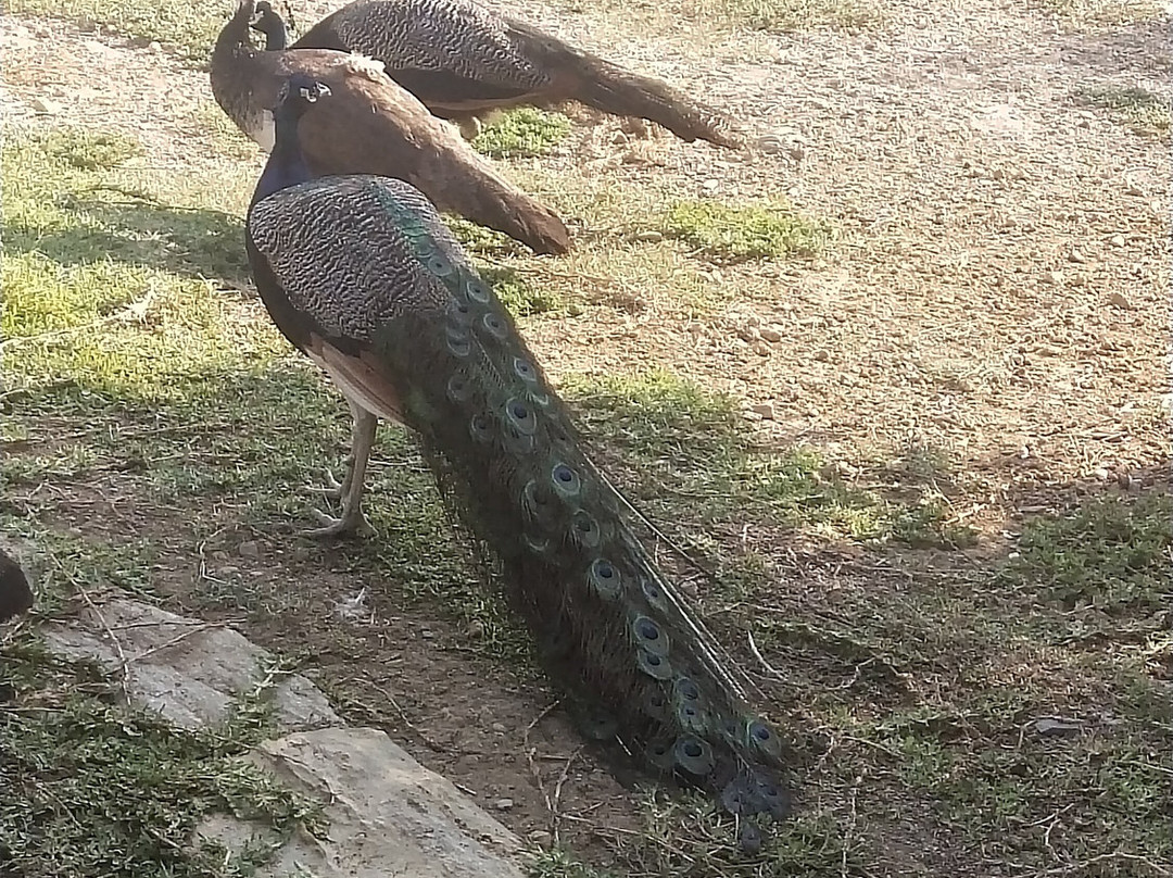 Elysium Garden主图